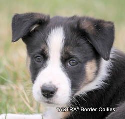 black tricolour female, Smooth to medium coat, border collie puppy